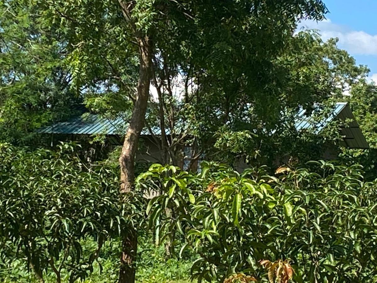 Luxury tent Mango Wilpattu *