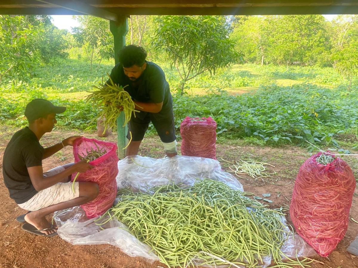 Mango Wilpattu * Nekattegama